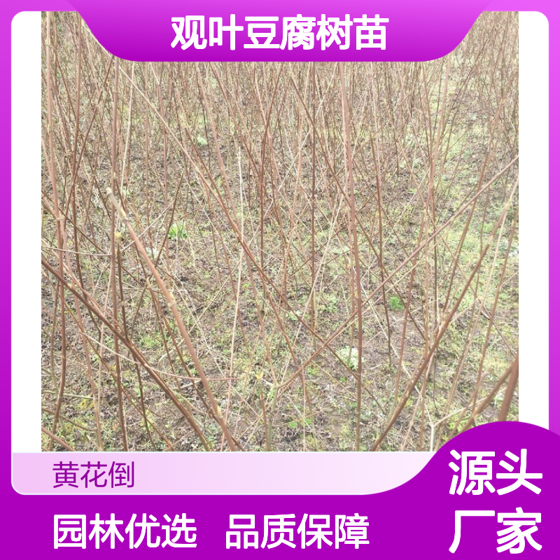 观叶豆腐树苗 耐热灌木 园林优选 适应力强 生长迅速