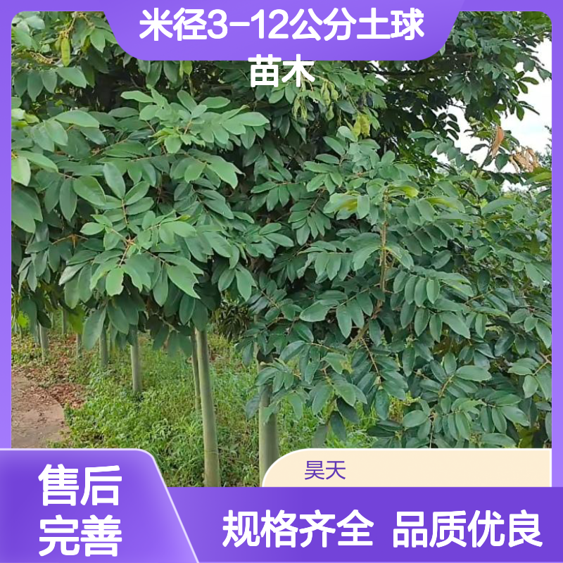 珍稀树种 花榈木袋苗 米径3-12公分土球苗木 根须完整冠幅匀称