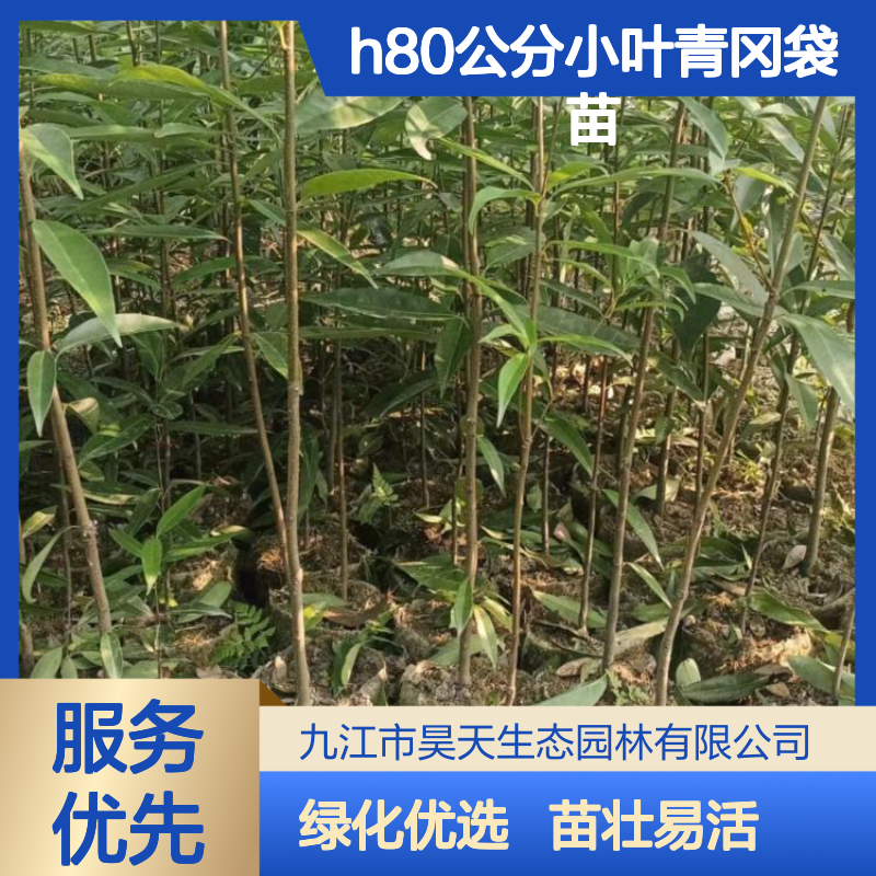 昊天园林 H80公分小叶青冈袋苗 长江流域常绿绿化苗木