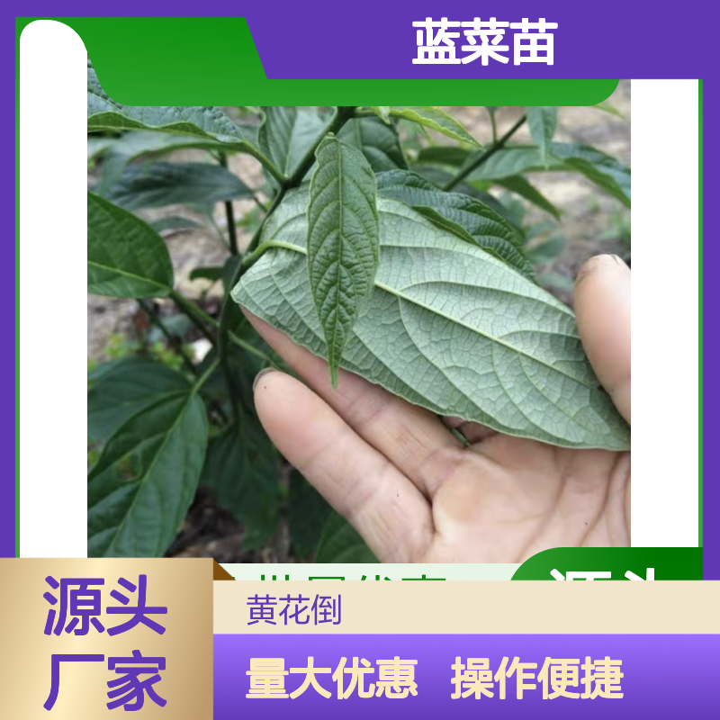 蓝菜苗批发 园林绿化优选 种植指导 技术领先 四季可播
