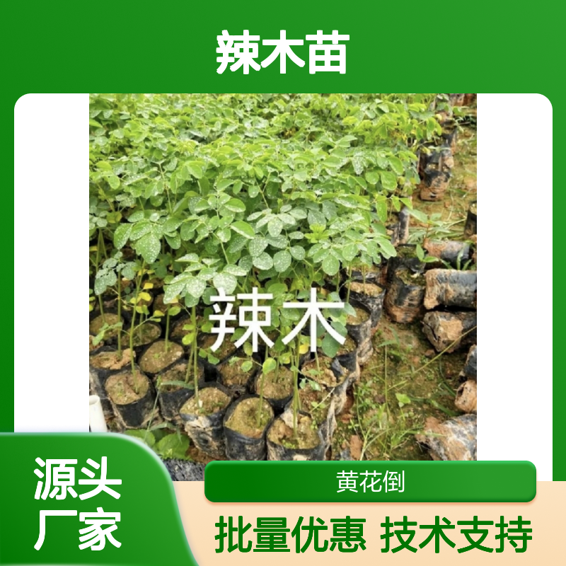 精选辣木苗 种植主产区出品 生长迅速 观赏价值