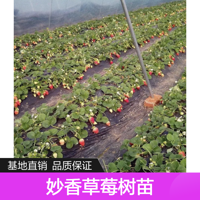 妙香草莓树苗 百亩基地直供 丰产性能好 长势健壮