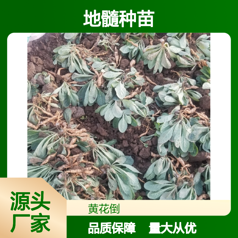 地髓种植园 优质地髓种苗 基地直供 高成活率 多年生长