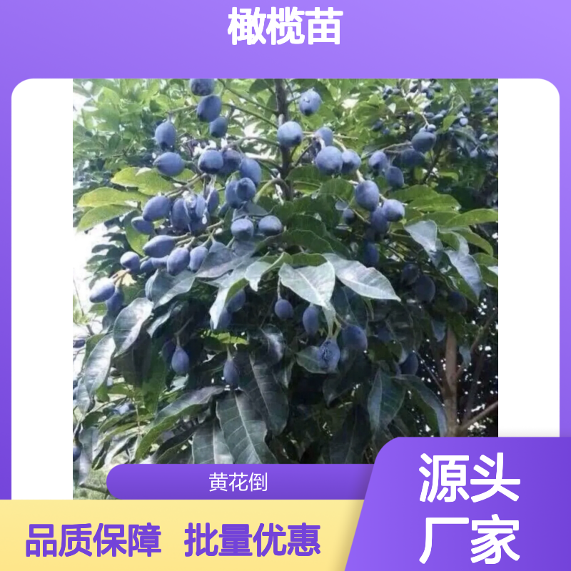 乌橄榄苗 百亩种植园直供 成活率高 管理方便 培育专业