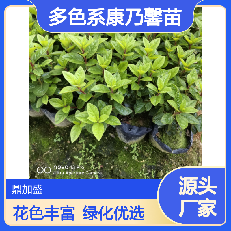 鼎加盛多色系康乃馨苗 龙枝型绿化灌木 常绿观花植物