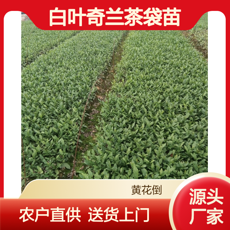 农户直供白叶奇兰茶袋苗 购买数量达到要求全国专线车直达送货