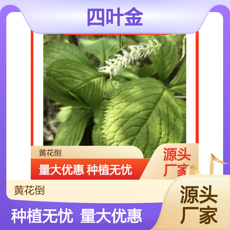 四叶金种苗 基地直供 多年生草本全草可供 品质优良