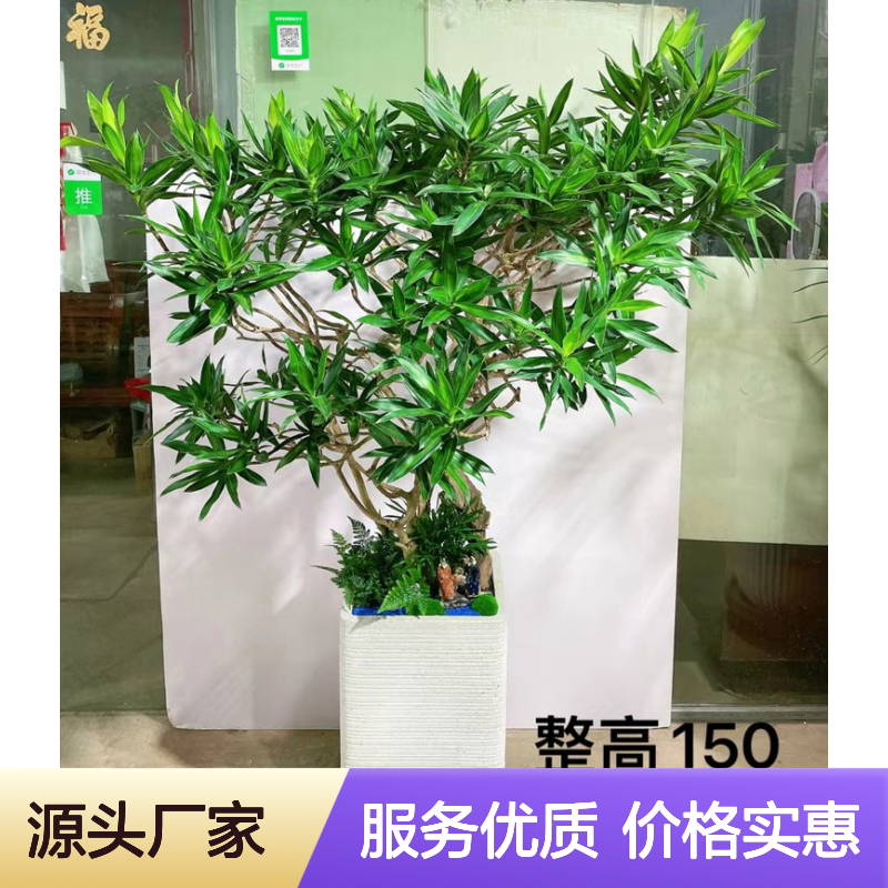 花卉出租服务 坪山区花木护理专家供应 品质如一