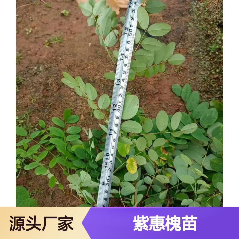供应紫惠槐苗 多年生根系发达 成活高规格齐全