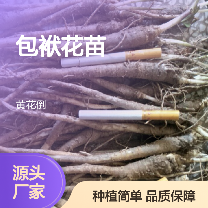 包袱花苗 批发常绿灌木 园林优选 生长迅速 适应性强