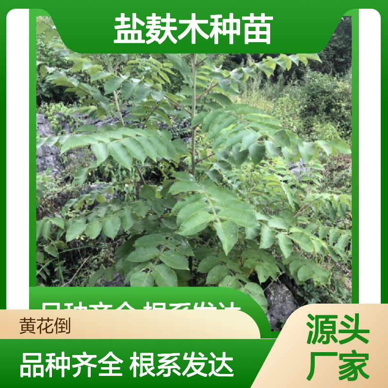 苗木合作社自营盐麸木种苗 品种齐全质量保证根系发达种植好管理