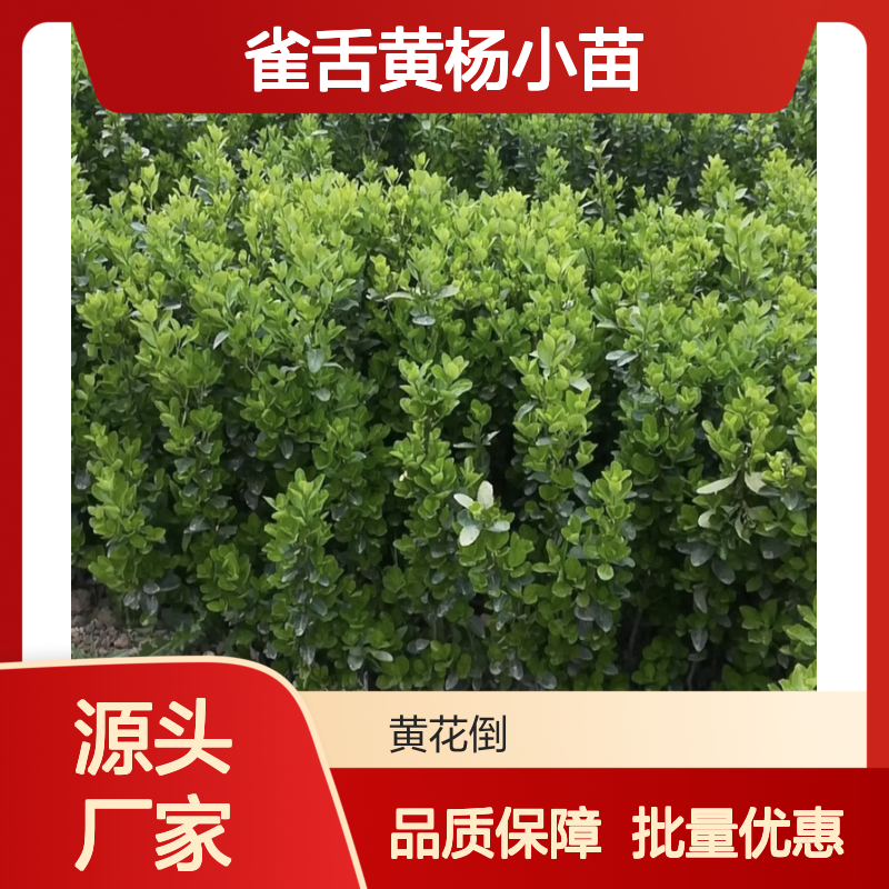 雀舌黄杨小苗 园林常绿灌木 生长迅速 易于养护