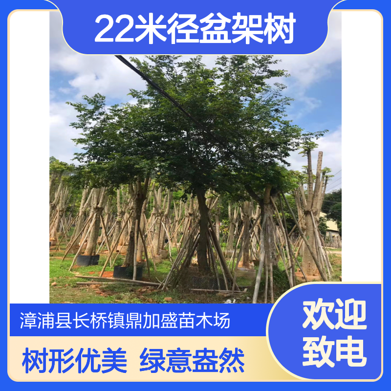 鼎加盛品牌22米径盆架树黑板树 龙枝型常绿乔木 漳 州露地栽培风景树