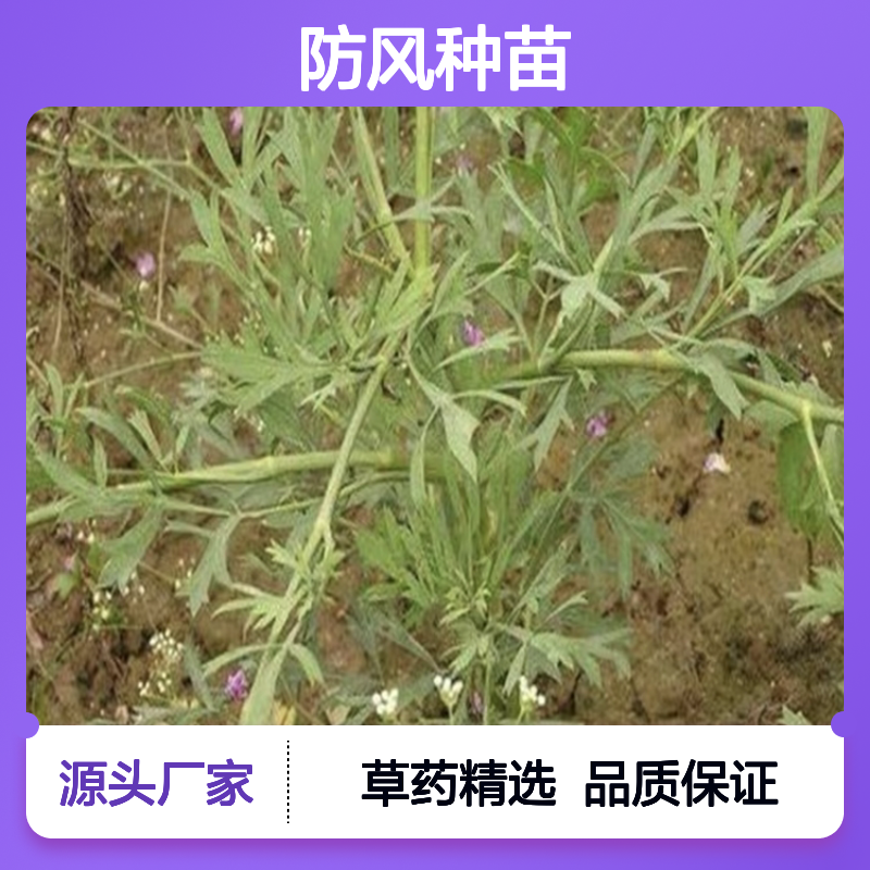 防风种苗 基地直供 耐寒耐旱草药植物 培育专家