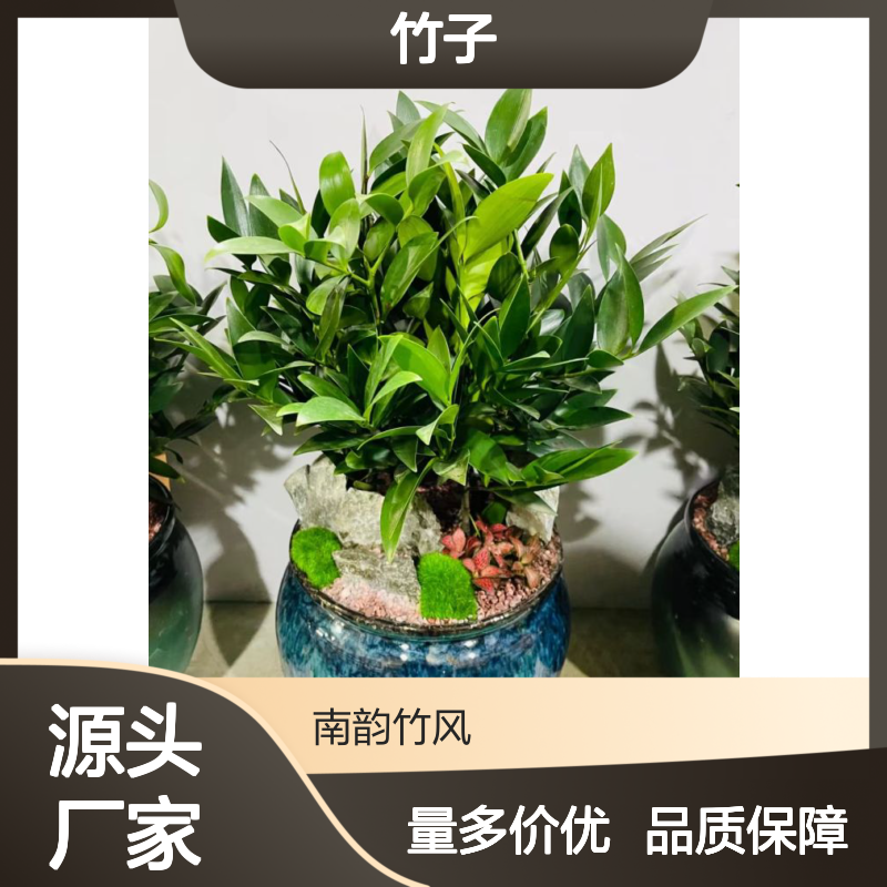 兴旺竹 观音竹补种 竹子种植基地批发 量多更优惠