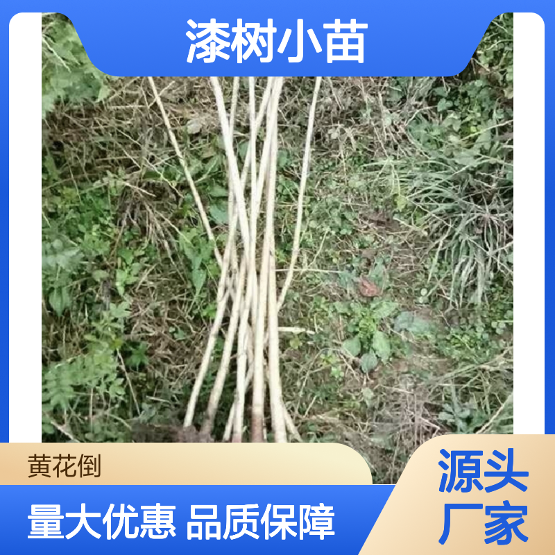 漆树小苗 种植主产区直供 耐寒性强 天然涂料 用途广泛