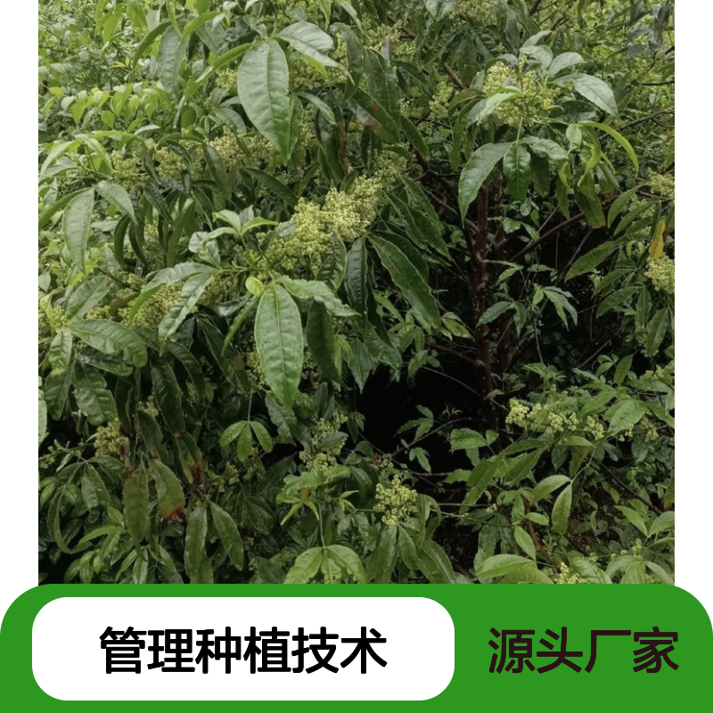 三叉苦树苗 南方特有 药用植物 基地直供 全年采摘