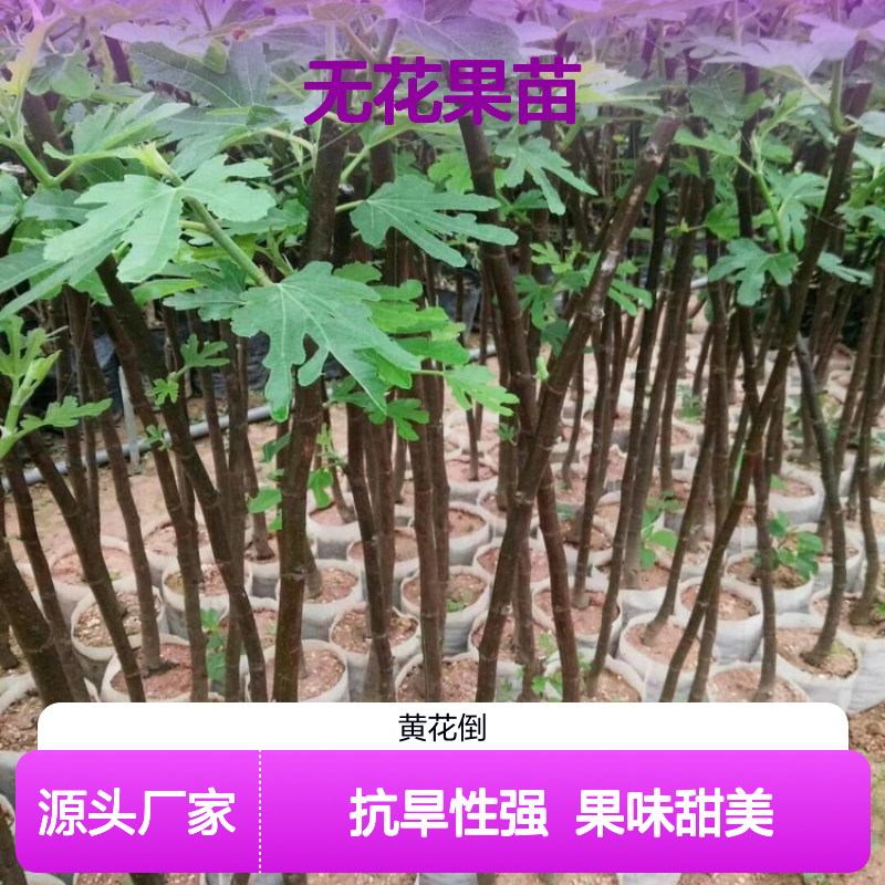 无花果苗批发 适合庭院种植 品种优良 抗旱性强