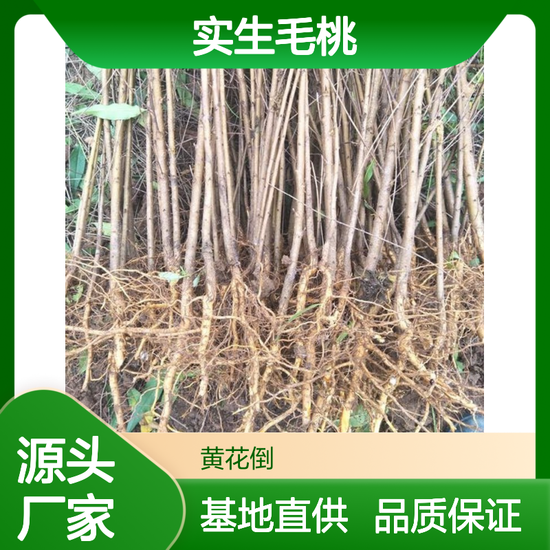 实生毛桃小苗 绿化果树苗 批发基地直供 嫁接优选