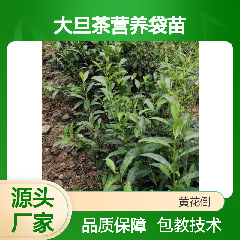 大旦茶营养袋苗 基地直供品质纯正 种植指导 技术包教