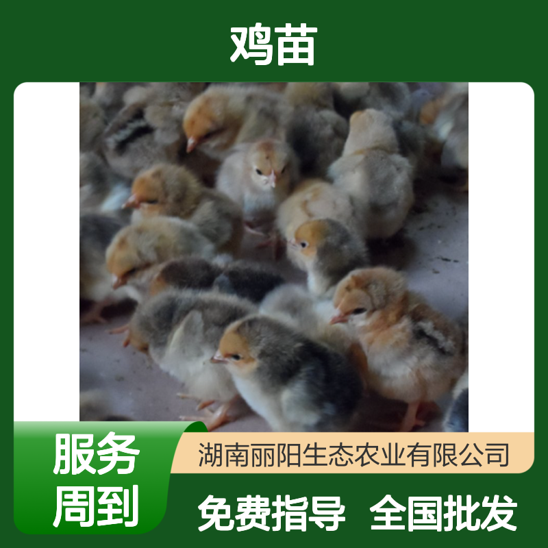快大K9鸡苗996鸡活苗 全国批发 养殖技术免费指导