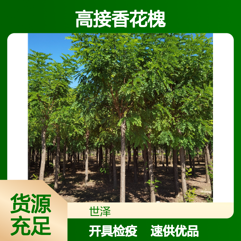高接香花槐12公分-长期销售-供货速度快-开具检疫-分枝点一致