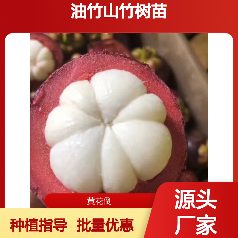 油竹山竹树苗 嫁接苗批发 种植基地直供 品质优良