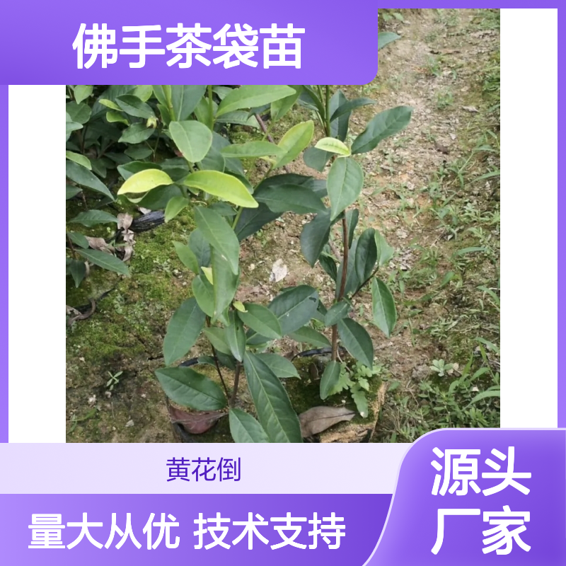 佛手茶袋苗常年供应，免费种植技术 品质优良 易于管理