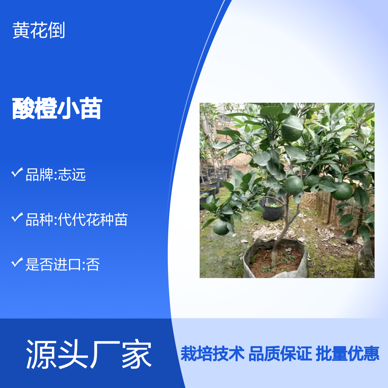酸橙小苗批发 基地直供常绿灌木 品质优良 生长旺盛