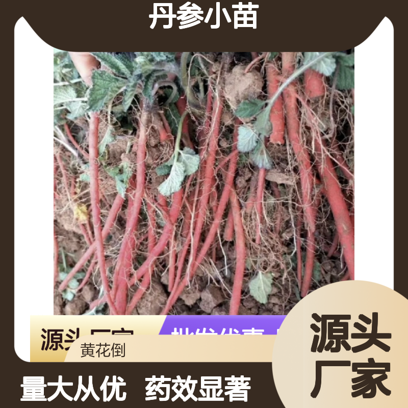 丹参小苗 药材种植优选 生长迅速 多年生植物 根系发达