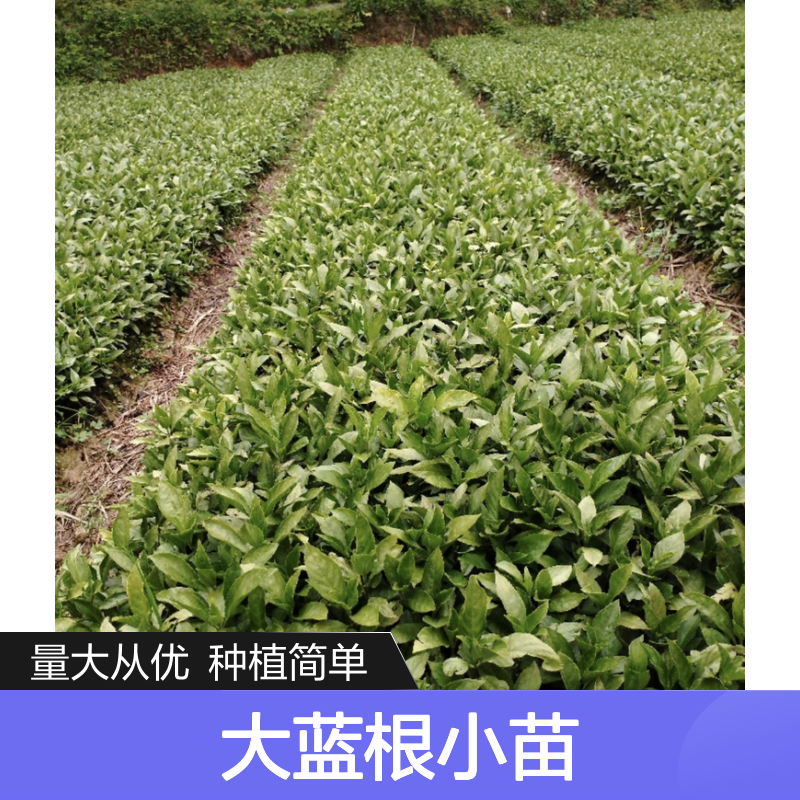 大蓝根小苗 基地直供 批量优惠 生长旺盛 适应性强
