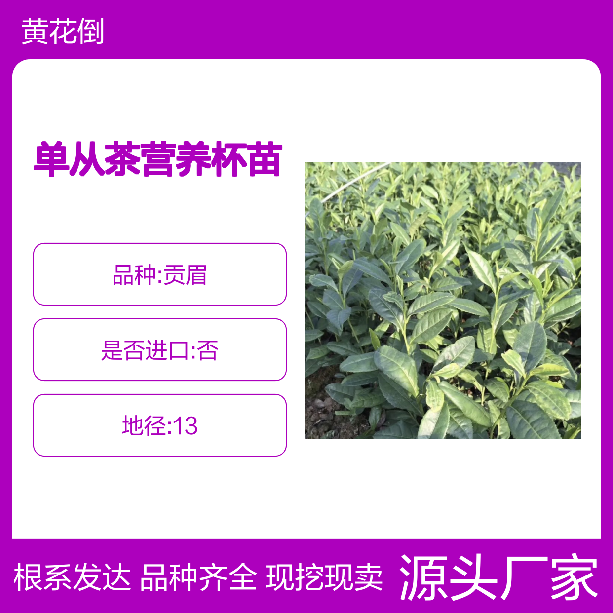现挖现卖白叶单从茶营养杯苗 品种齐全质量保证根系发达种植好管理