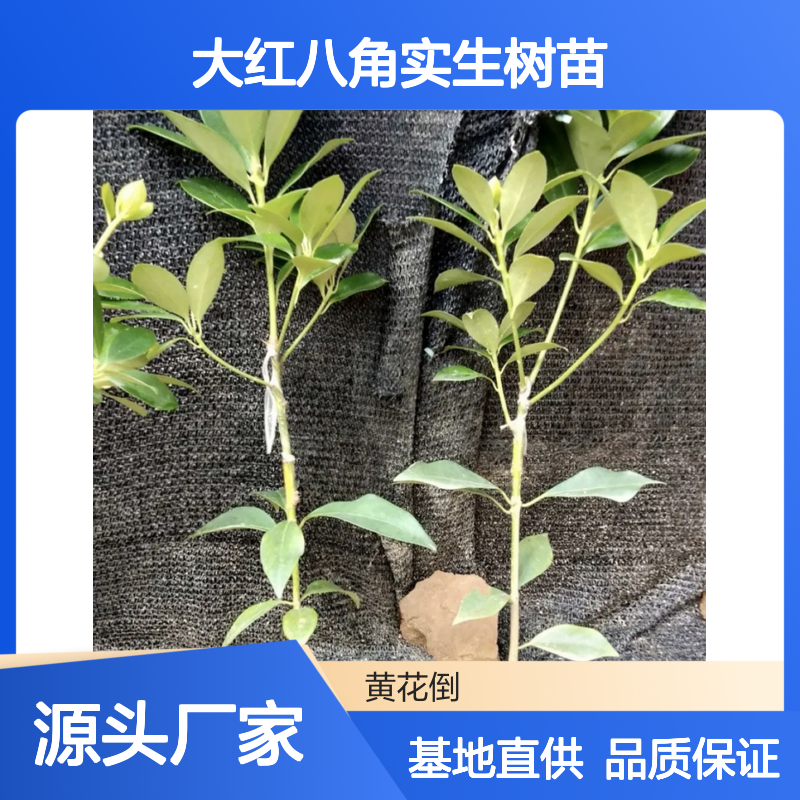 基地批发古龙大红八角实生树苗 全程技术指导 十几年苗木培育经验