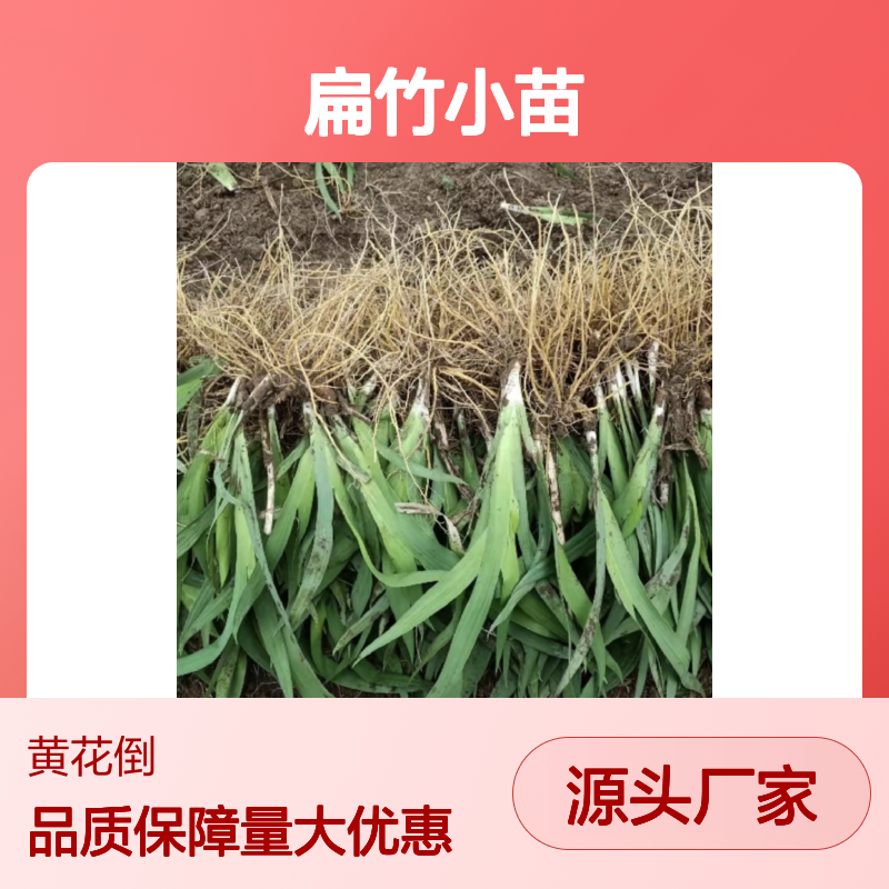 扁竹小苗基地直供 绿化优选品种 耐旱耐寒 土壤不挑