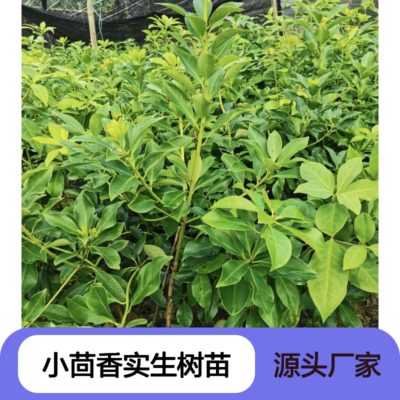 常年基地供应小茴香实生树苗 购买数量达到要求 全国专线车直达送货
