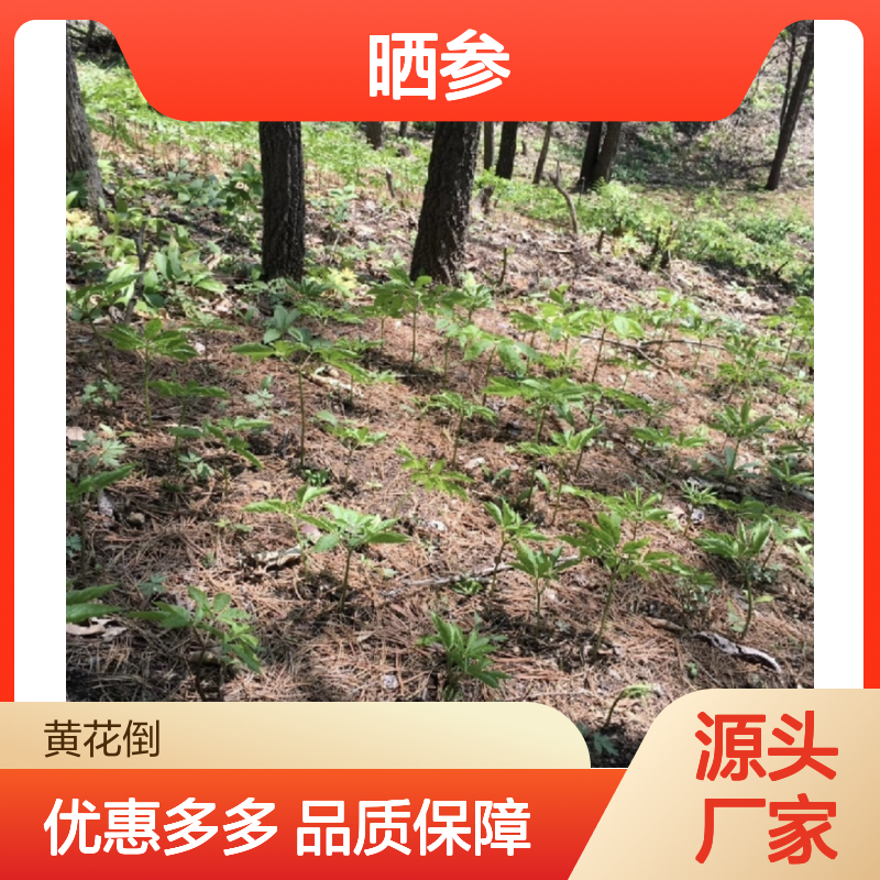 源头直供 天然晒参 批发基地人参 品质上乘 历史悠久