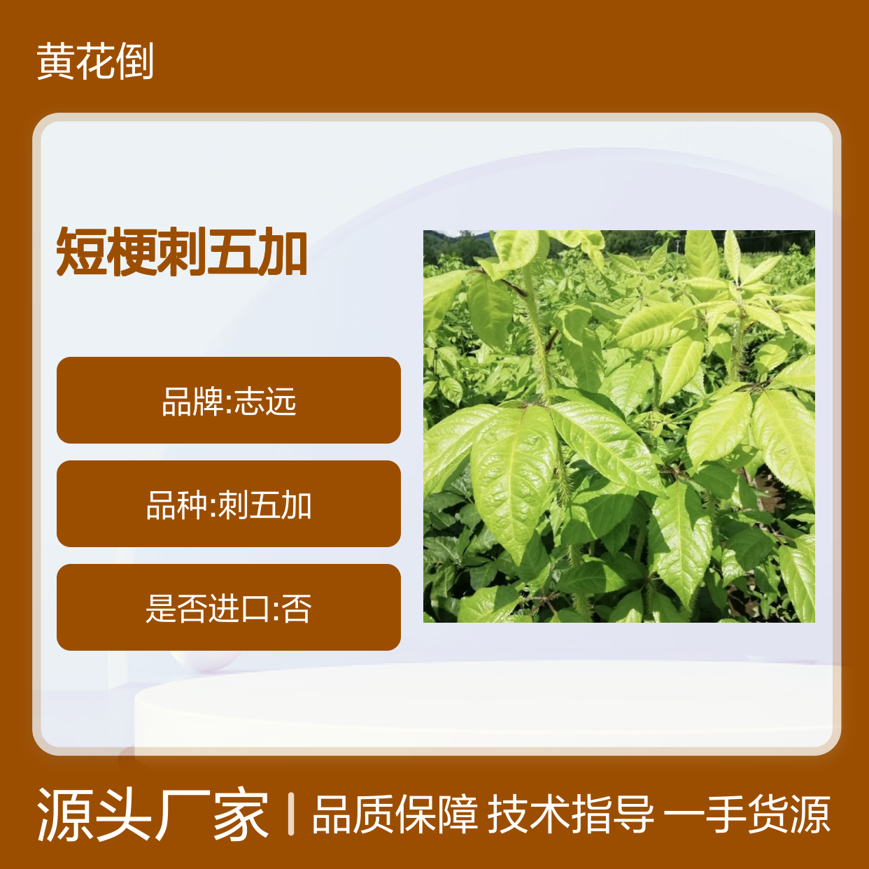 当年新收短梗刺五加种子 产地一手货源免费技术指导
