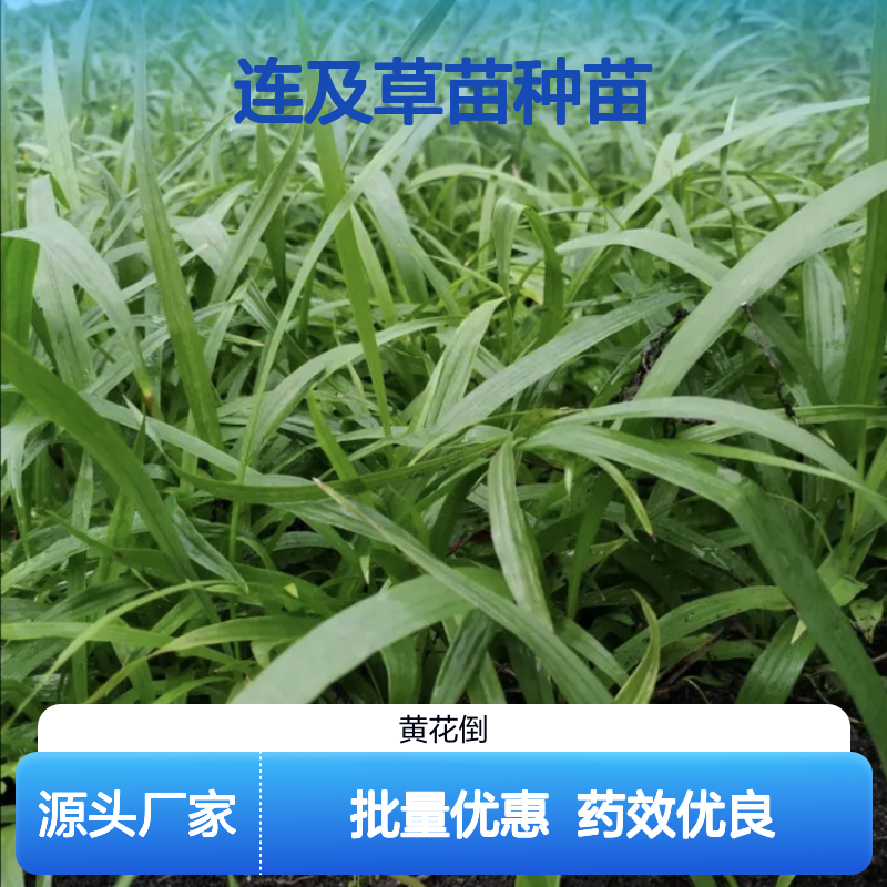 连及草苗种苗 批发供应园艺优选 药效显著 用途广泛