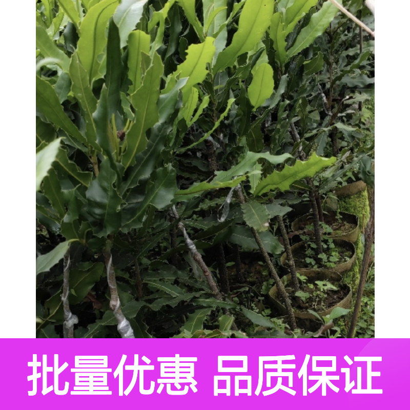 坚果百亩种植区 优质坚果树苗 批发供应 抗风耐旱
