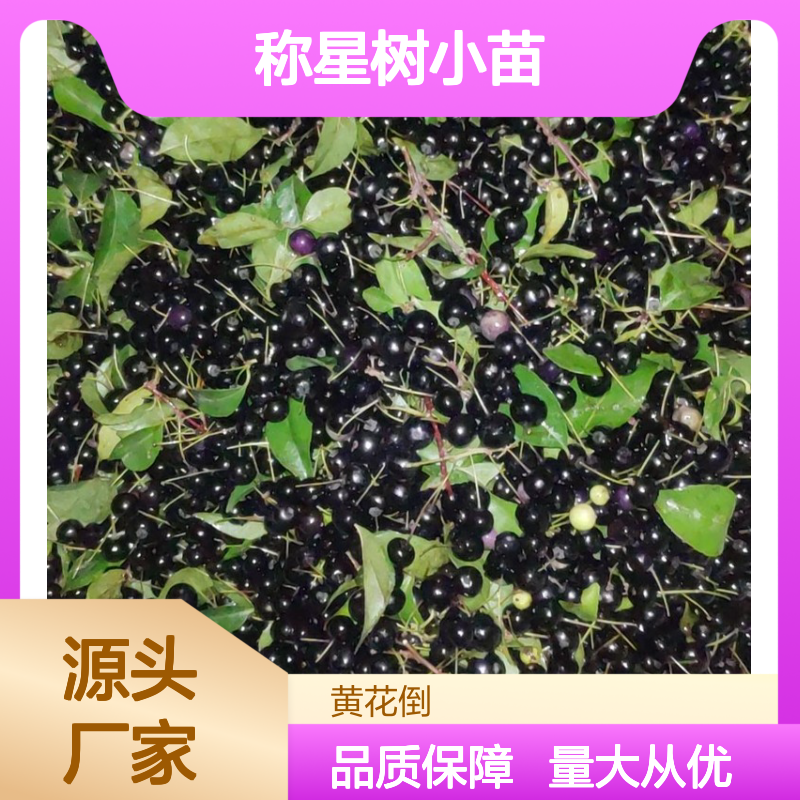 称星树小苗 园林常绿灌木 批发供应 易于成活 分布广泛