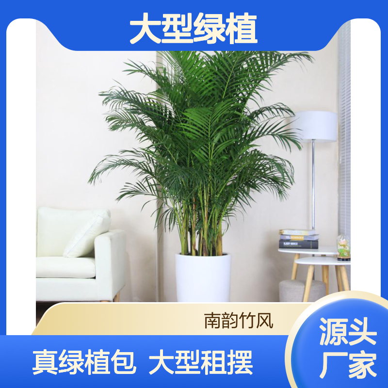 展会植物盆栽 散尾葵大型绿植租摆 凤尾竹植物场景布置