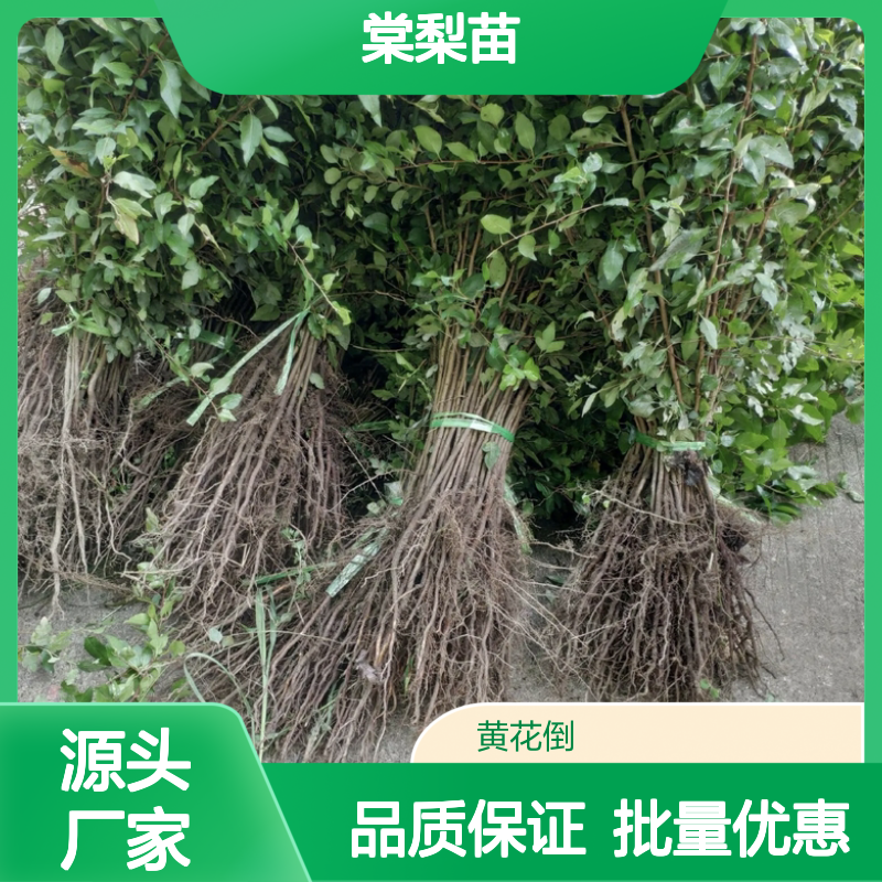 批发棠梨苗 野梨砧木优选 耐寒耐旱易管理 抗病虫害