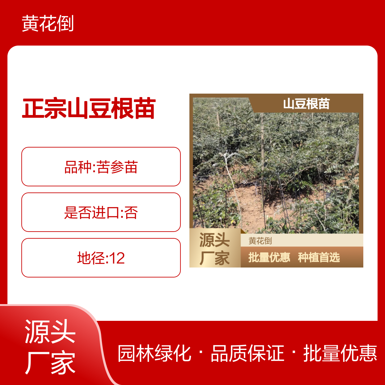 正宗山豆根苗 产地直发 批量供应 品质保证 种植专家