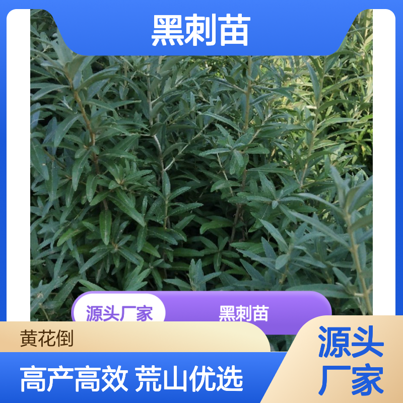 产地批发黑刺苗 种植收益好荒山农田均可种植