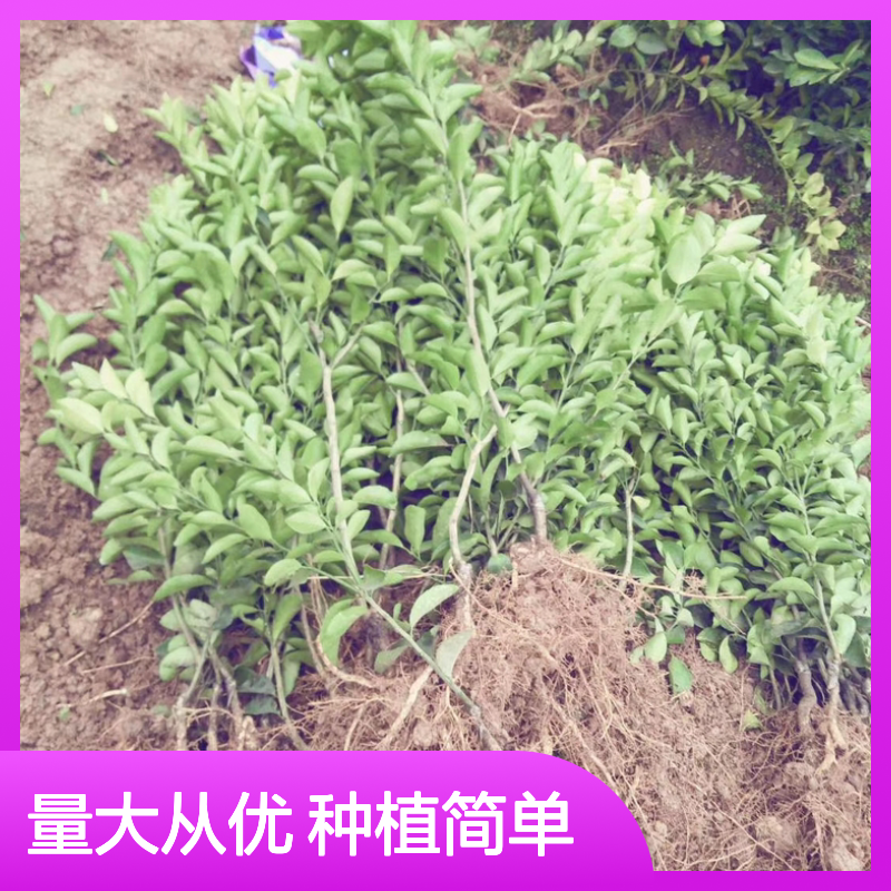 小金桔树苗 优良品种 百亩种植园 皮嫩脆香 批发供应