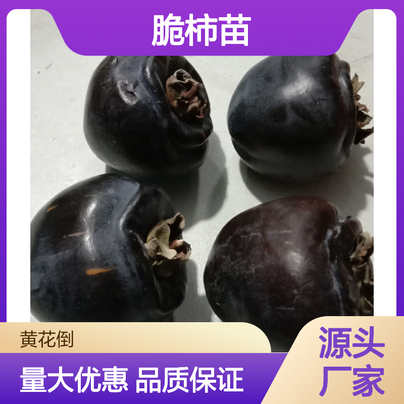 脆柿苗基地直供 优质脆柿种植苗 适应性强 生态经济