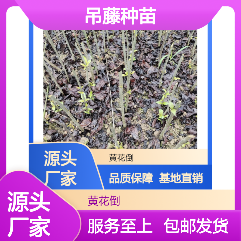 吊藤种苗 种植指导 常绿灌木 品质优良 基地直供