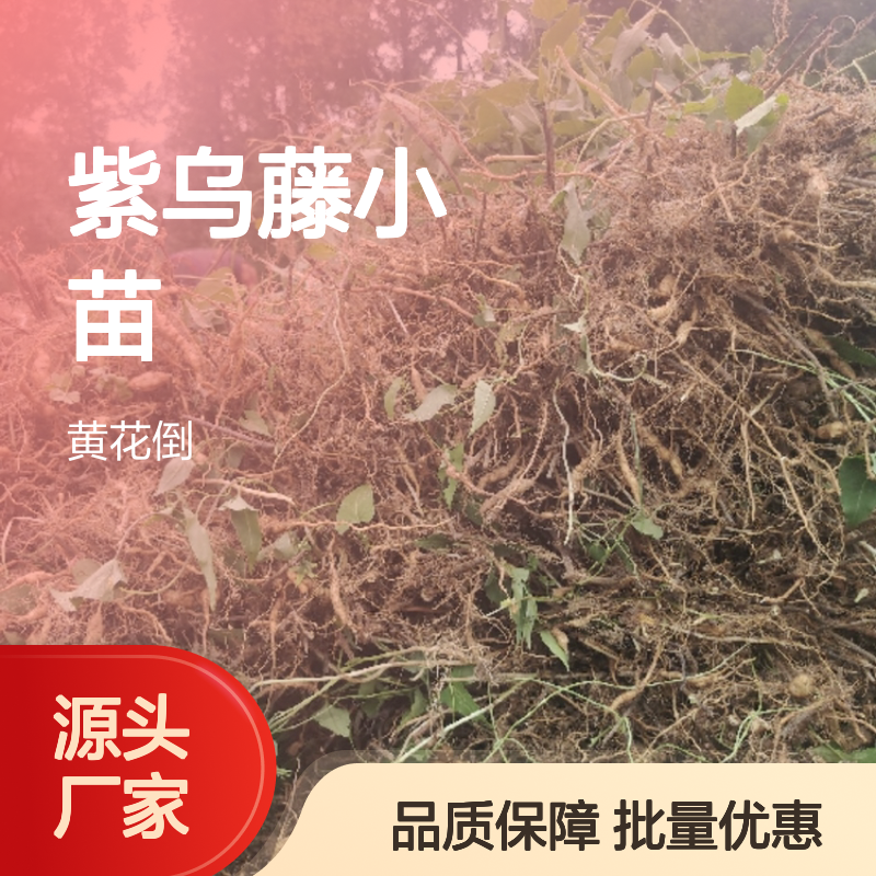 紫乌藤小苗 批发供应 百亩产区直供 生长旺盛 健壮无病