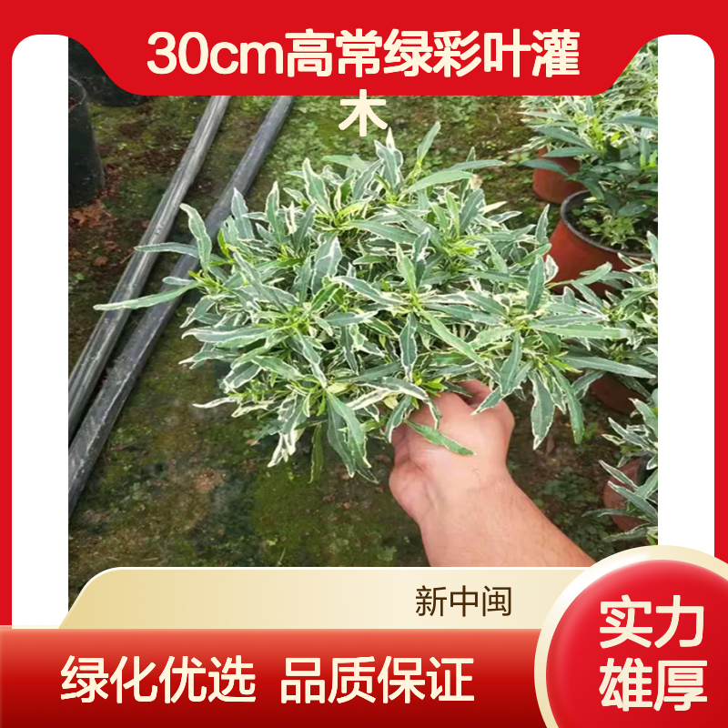 新中闽花叶栀子花 漳 州产30cm高常绿彩叶灌木 露地栽培绿化工程用苗