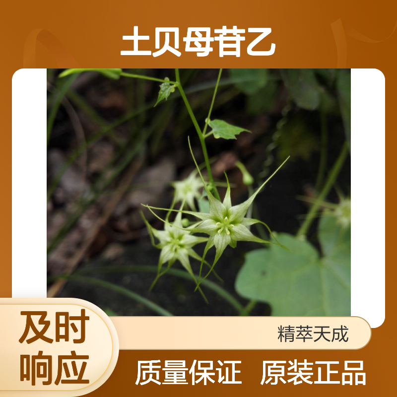 土贝母苷乙 115810-12-3 HPLC≥98% 20mg/支 1000